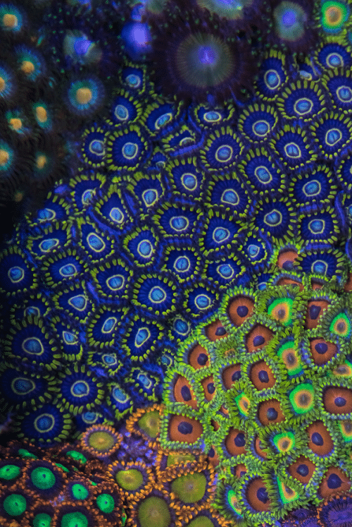 Blue Hornet Zoas