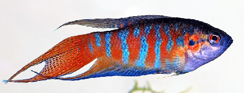 Blue Paradise Gourami Fish