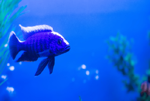 Blue Peacock Cichlid