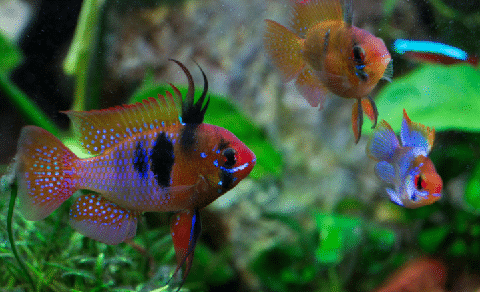 Blue Ram Cichlid in Planted Tank