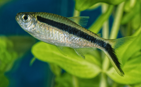 Blue Tetra