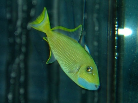 Blue Throat Triggerfish in Fish Tank