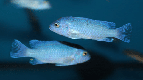 Blue Zebra Cichlid