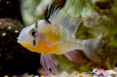 Bolivan Ram Cichlid