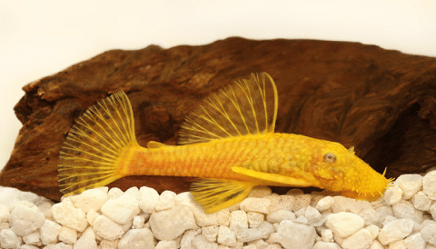 Bristle Nose Pleco