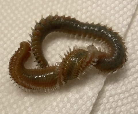 Bristle Worm Upclose
