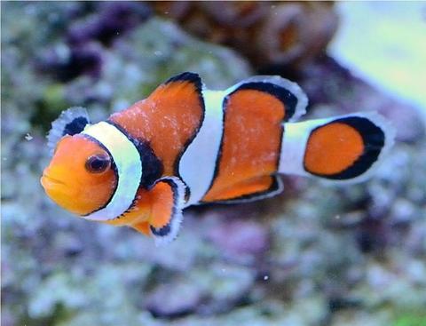 Brooklynella Clownfish Disease