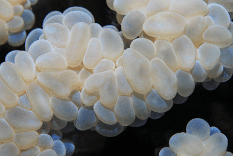 Bubble Coral Maintenance