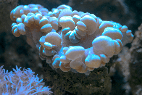 Bubble Coral Placement