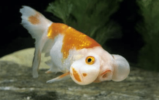Bubble Eye Goldfish in Aquarium