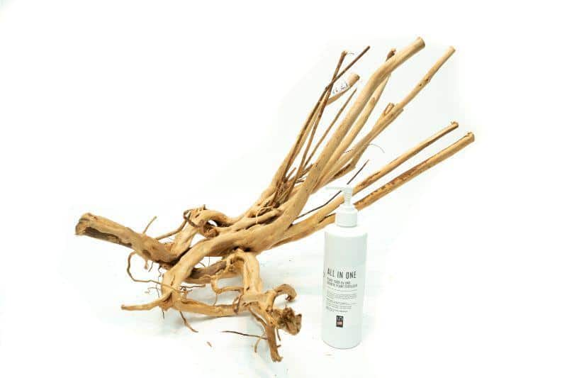 Buce Plant WSYIWYG Driftwood