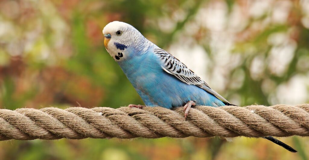 Budgie Bird