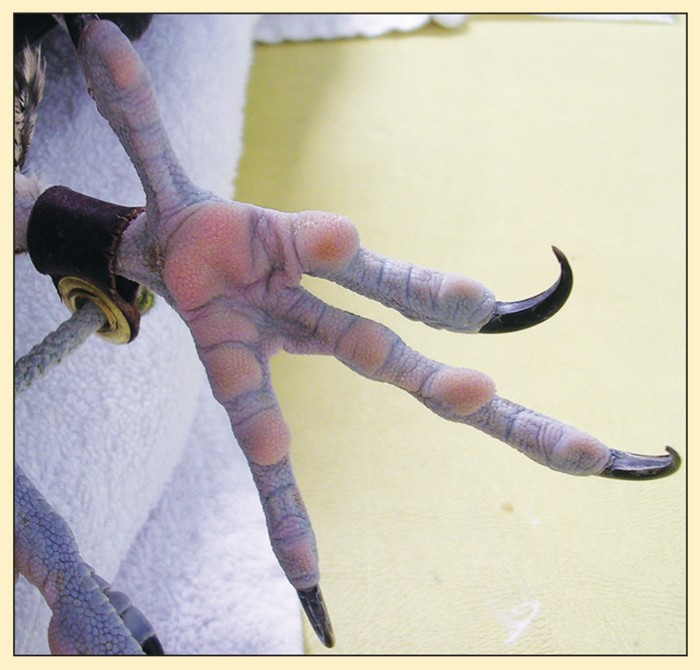 Bumble Foot on African Grey