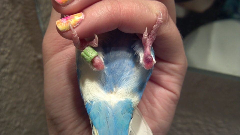 Bumblefoot on Parakeet