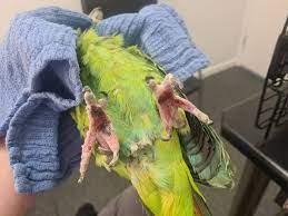 Bumblefoot on Parrot