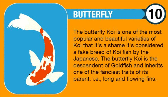 Butterfly Koi