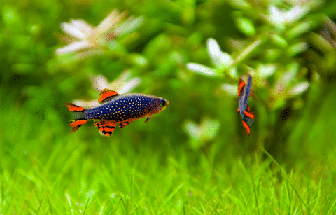 CELESTIAL PEARL DANIO