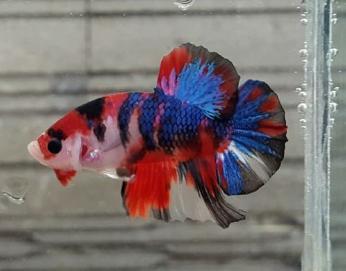 Candy Koi Betta Fish