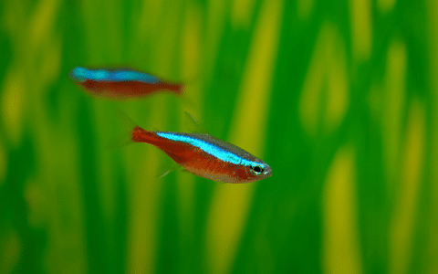Cardinal Tetra
