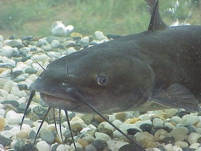 Catfish In Ponds
