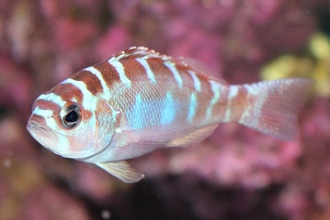 Chalk Bass in Reef Tank