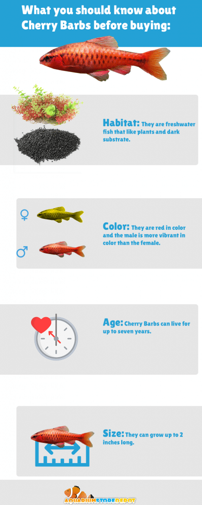Cherry Barb Care Infographic