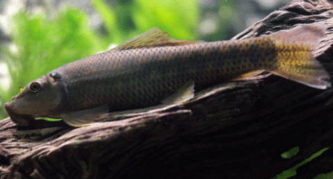 Chinese Algae Eater Fish