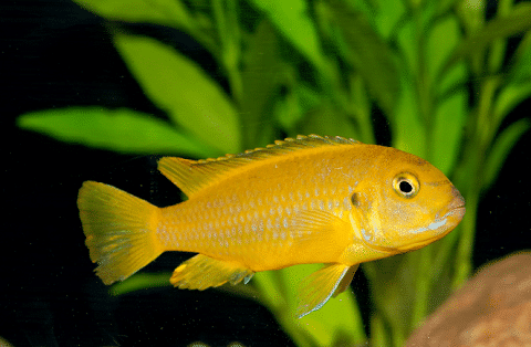 Cichlid in Planted Tank