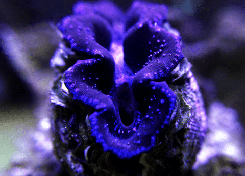 Clam in Reef Tank