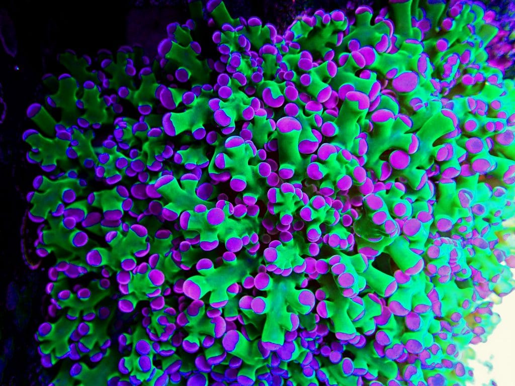 Classic Frogspawn Coral