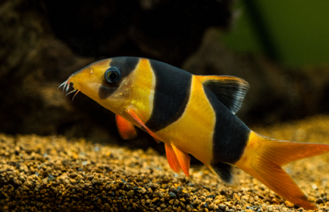 Clown Loach in Aquarium