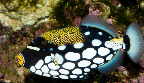 Clown Triggerfish in Reef