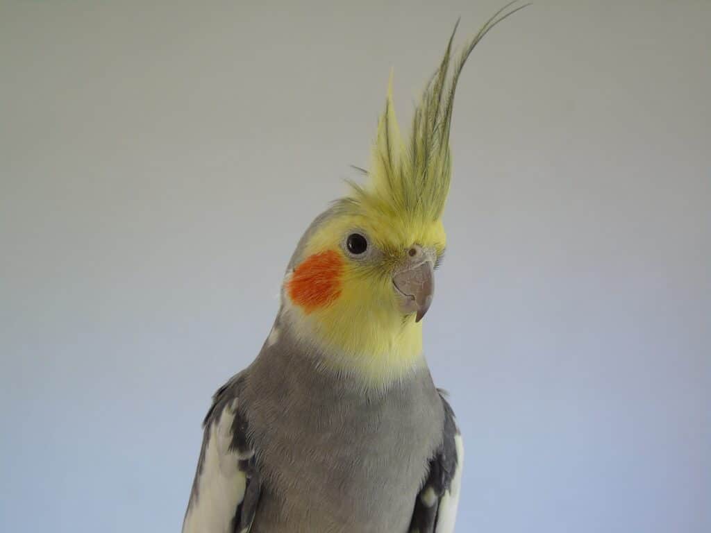 Cockatiel