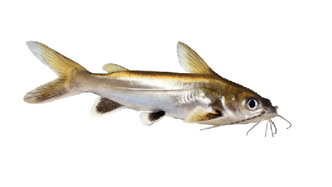 Columbian Shark Catfish Profile