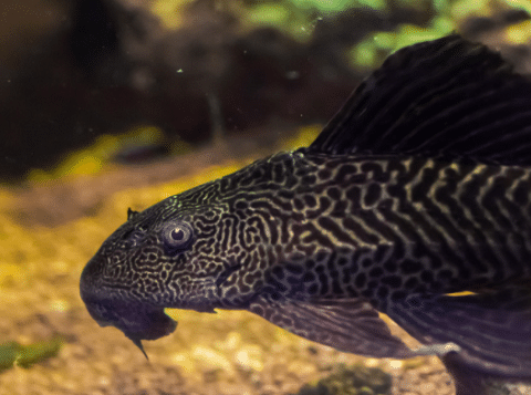Common Pleco in Aquarium