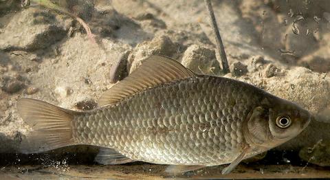 Common Carp