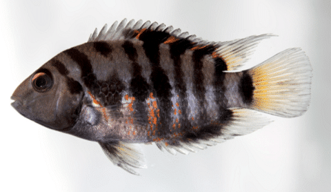 Convict Cichlid Swimming