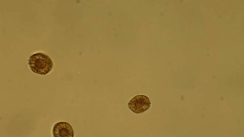 Coolia Dinoflagellates