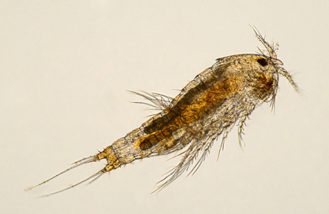 Copepods