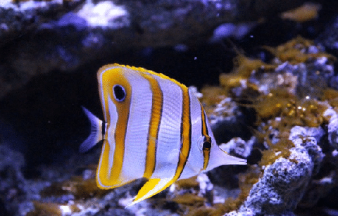 Copper Band Butterfly in Tank