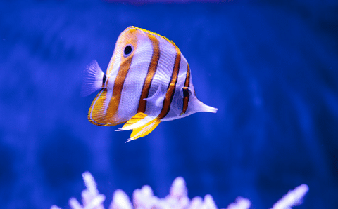 Copper Band Butterfly