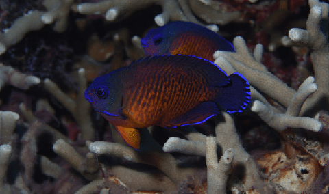 Coral Beauty Angelfish
