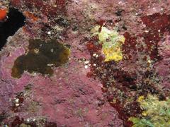 Coralline Algae