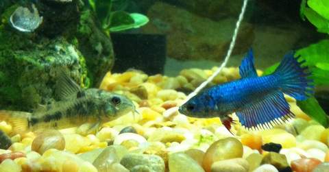 Cory and Betta