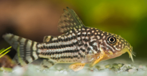 Corydoras Sterbai
