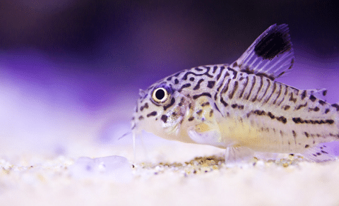Corydoras trilineatus