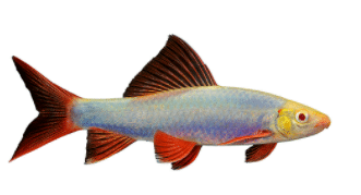 Cosmic-Blue Glo Shark