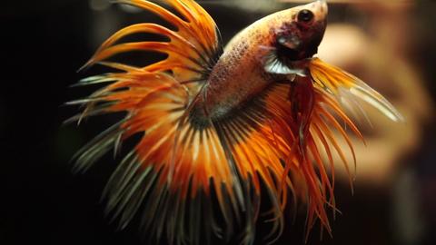 Crowntail Betta