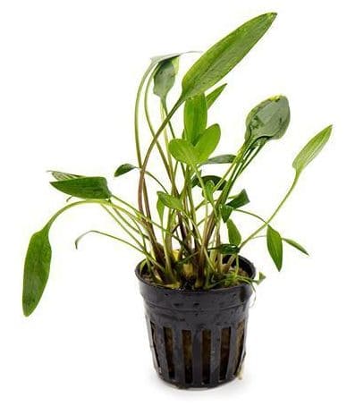 Cryptocoryne Lutea