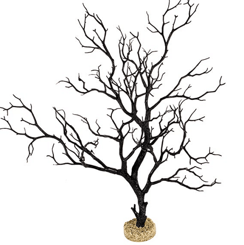 Current USA Black Manzanita
